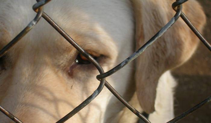 Fabbriche di carne di cane in Corea del Sud. Salvati 170 cuccioli