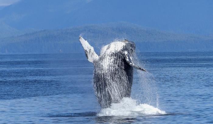 Una fiaba di Sepúlveda dà voce alle balene cacciate dall'uomo