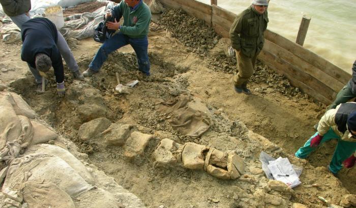 A Matera via al recupero della balena del Pleistocene "Giuliana"