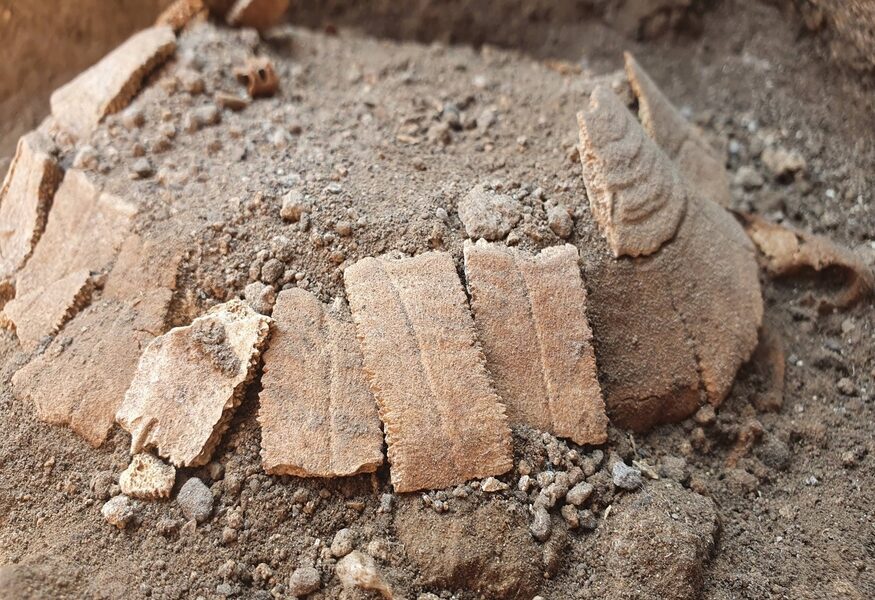 Ritrovati i resti di una tartaruga a Pompei