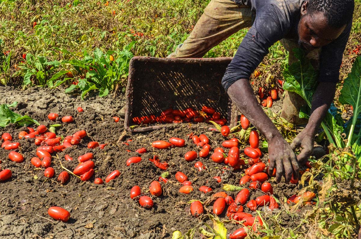 La piaga di caporalato e sfruttamento: che fare