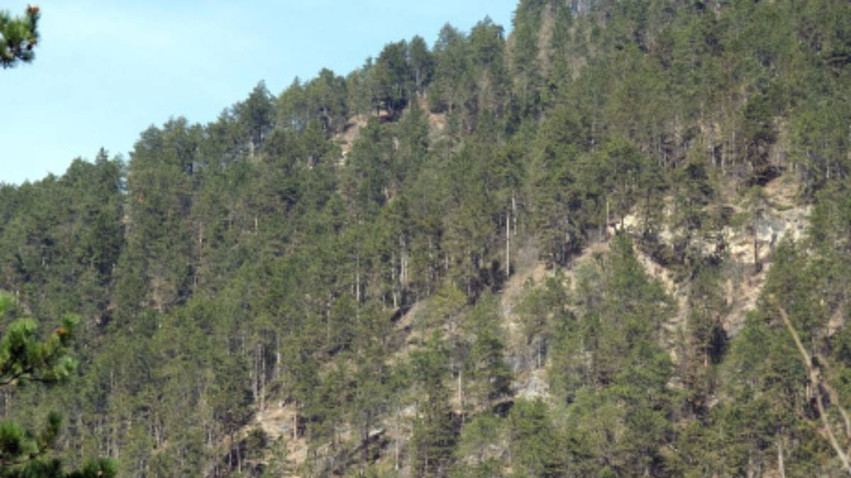 Le foreste di pino nero possono sostenre la biodiversità anche fuori dal loro habitat naturale