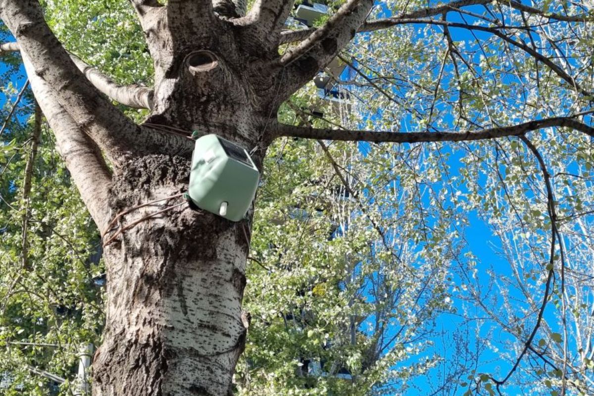 Milano, al via il monitoraggio dello stato di salute degli alberi