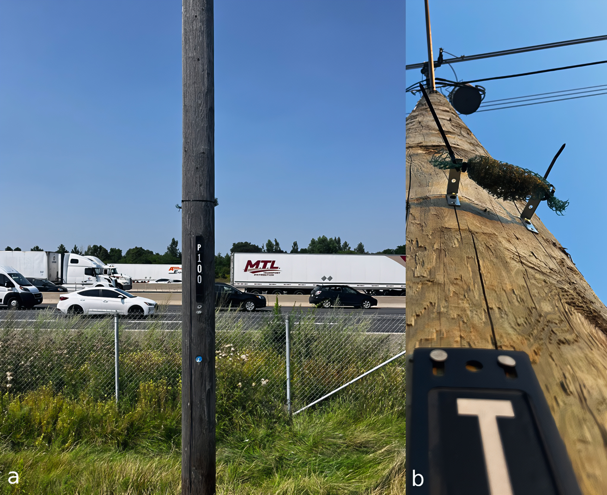 01_trapianto_licheni_LOPPI Grazie ai licheni è possibile mappare microplstiche e metalli tosici in città. Lo studio