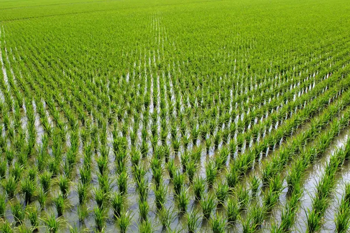 La produzione globale di riso a rischio a causa del caldo record
