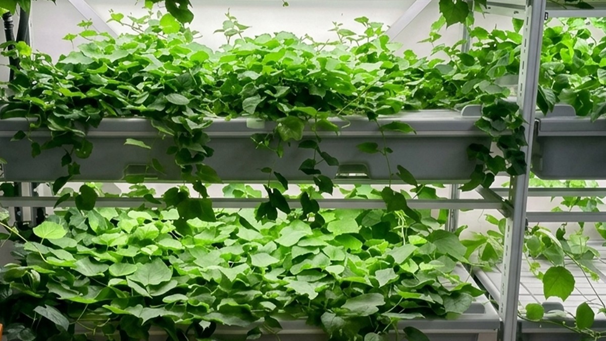 piante_vite_laboratorio_aeroponico_2 (1) Vigneti resilienti, la ricerca di Siena guarda alle radici